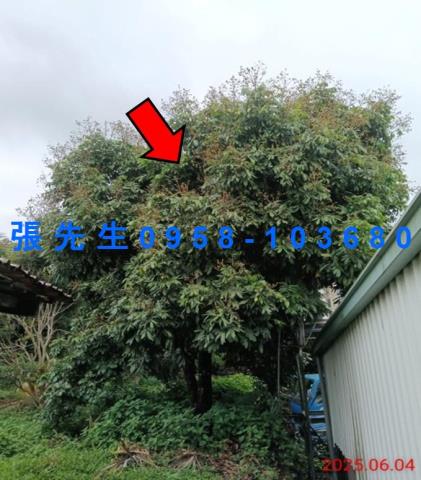 嘉義竹崎拍賣倉庫-6
