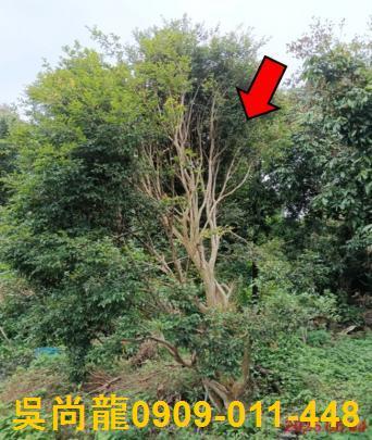 嘉義竹崎法拍一樓-4