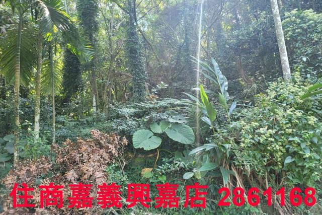 嘉義梅山農地-4