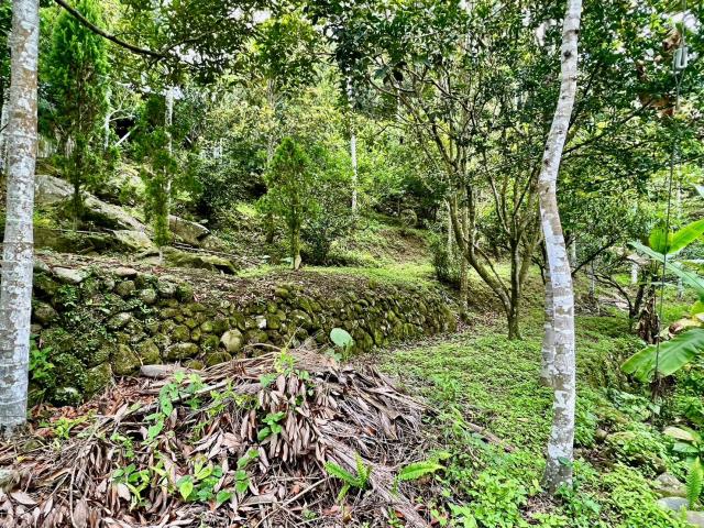 南投鹿谷農地-10