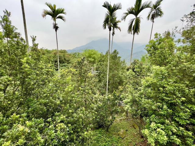 南投鹿谷農地-3