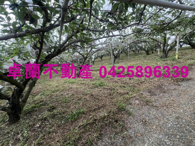 苗栗農地-5