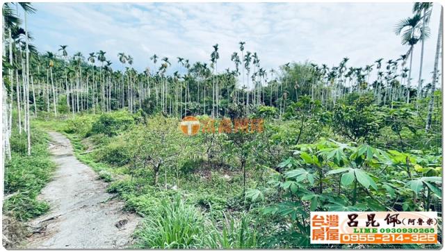 竹崎農地-7