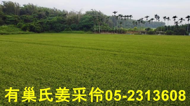 民雄農地-12
