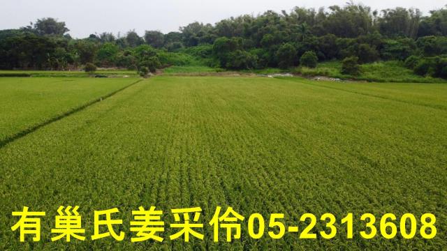 民雄農地-15