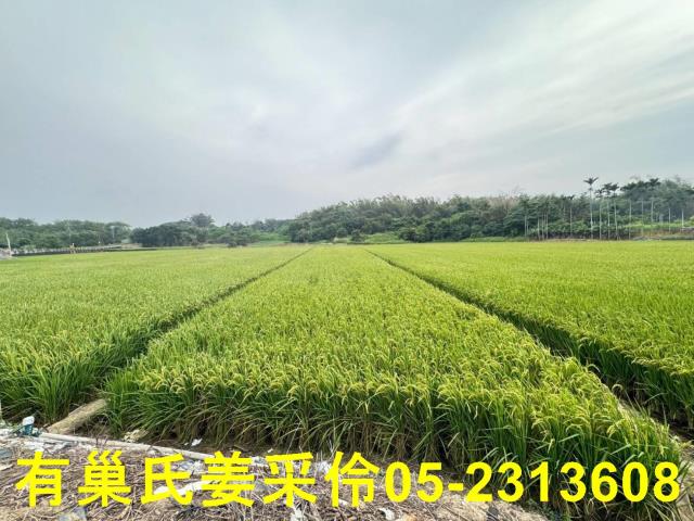 民雄農地-3