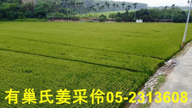 民雄農地-8