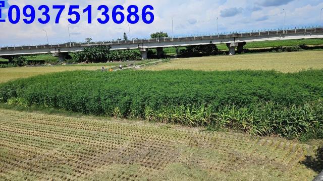 嘉義六腳農地-2