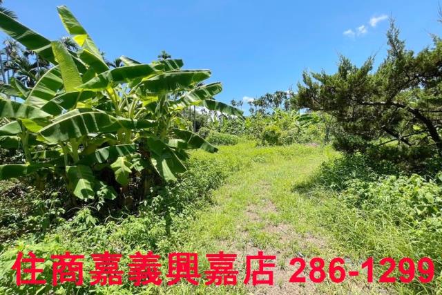 嘉義中埔農地-3