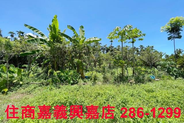 嘉義中埔農地-9