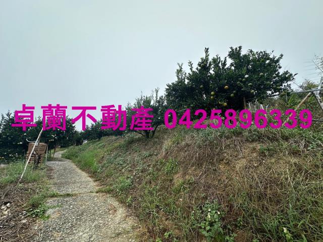 卓蘭農地-11