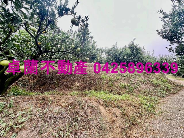 卓蘭農地-14