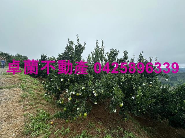卓蘭農地-2