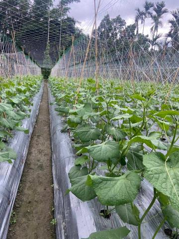 嘉義梅山農地-1