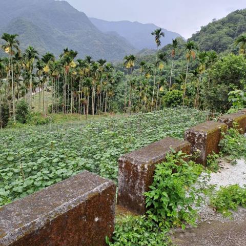 嘉義梅山農地-2