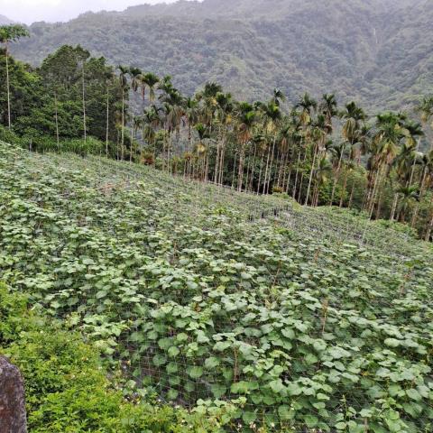 嘉義梅山農地-3