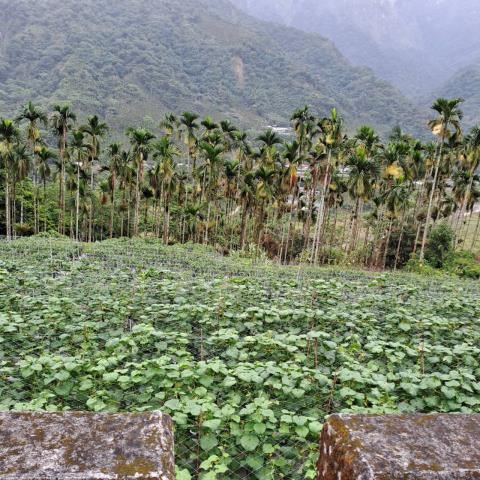 嘉義梅山農地-5