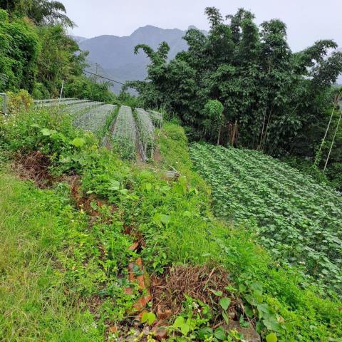 嘉義梅山農地-6