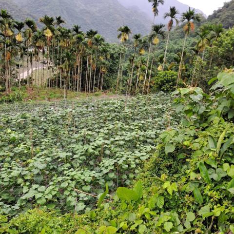 嘉義梅山農地-7