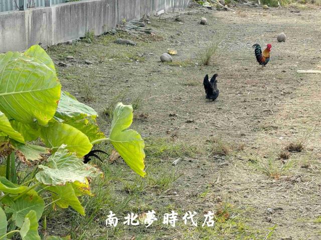 台南安南農地-5