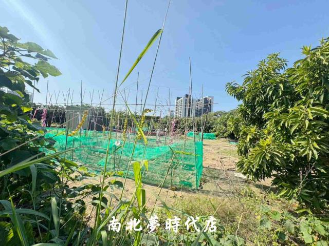 台南南區農地-13
