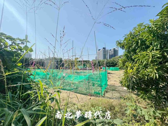 台南南區農地-14