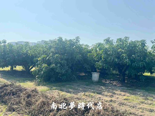 台南南區農地-5