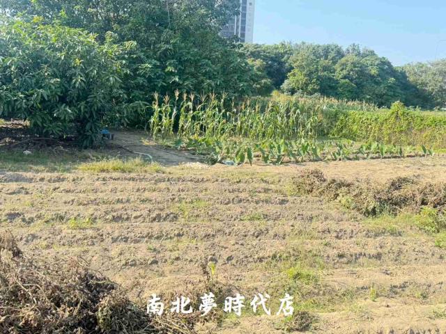 台南南區農地-6