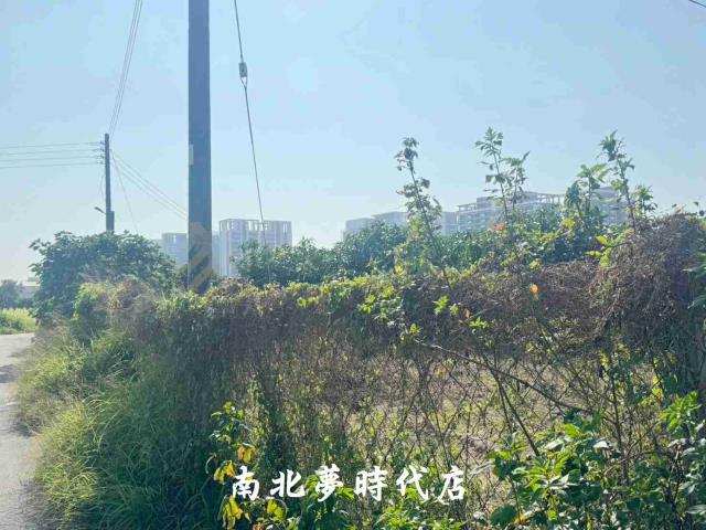 台南南區農地-7