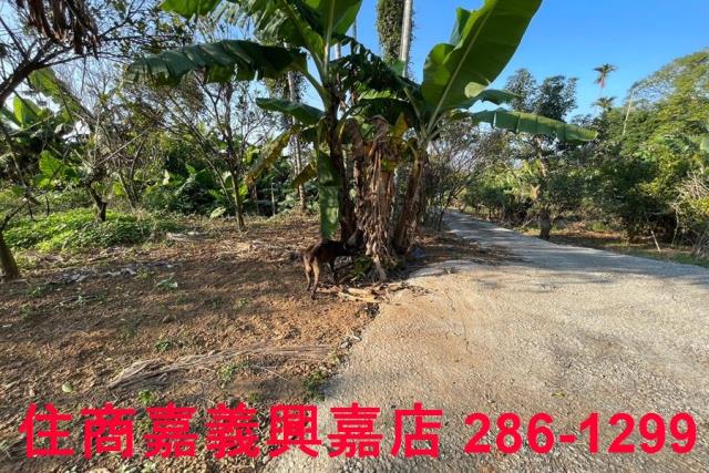 嘉義番路農地-3