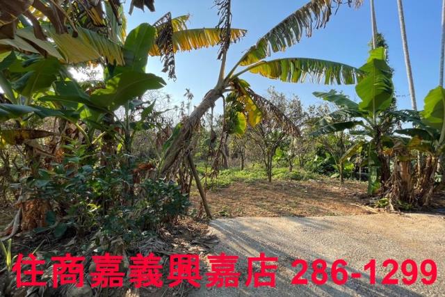 嘉義番路農地-4