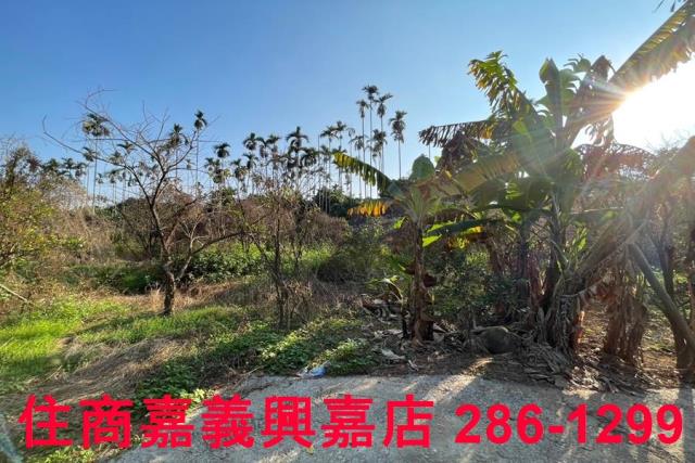 嘉義番路農地-9