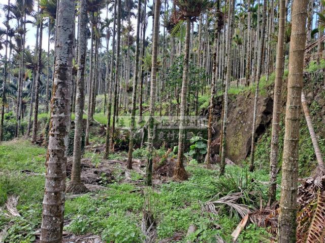 嘉義梅山農地-10