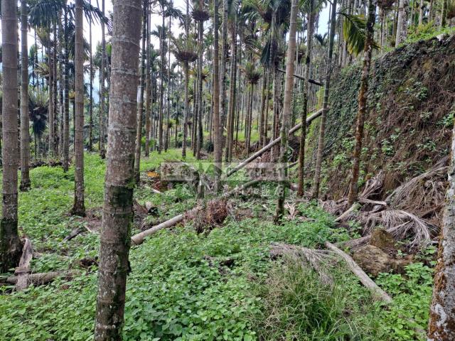 嘉義梅山農地-11