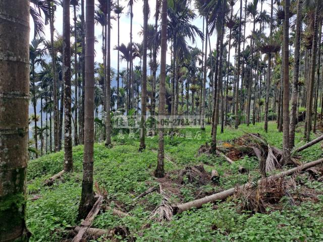 嘉義梅山農地-12