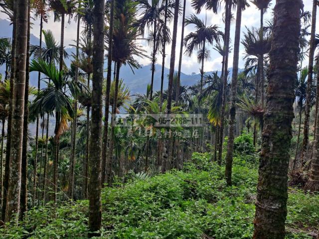 嘉義梅山農地-9