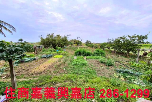 嘉義水上農地-6