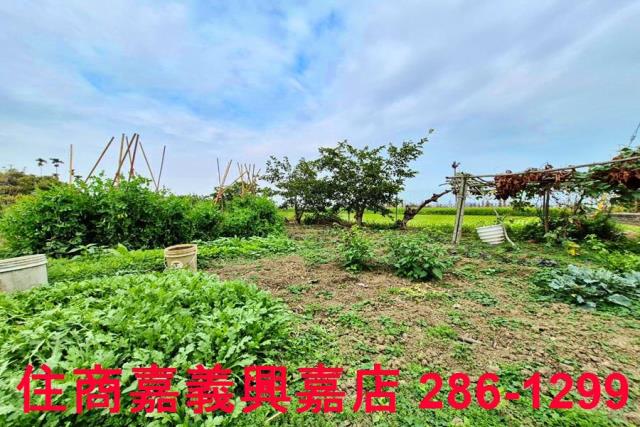 嘉義水上農地-7