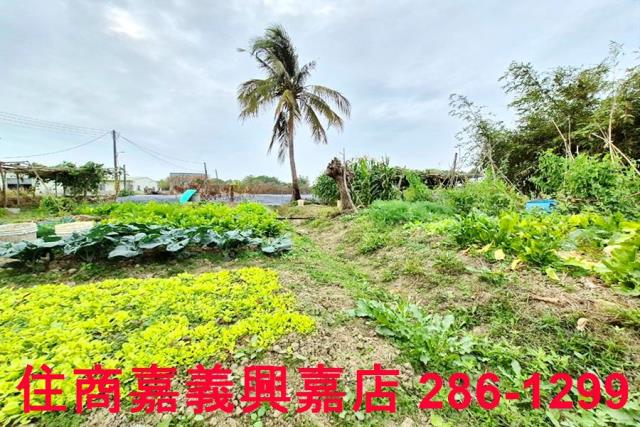 嘉義水上農地-8