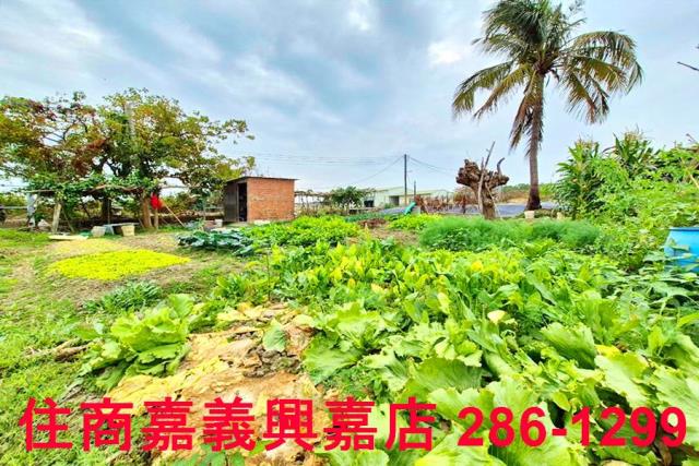 嘉義水上農地-9