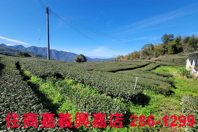 嘉義梅山農地-10