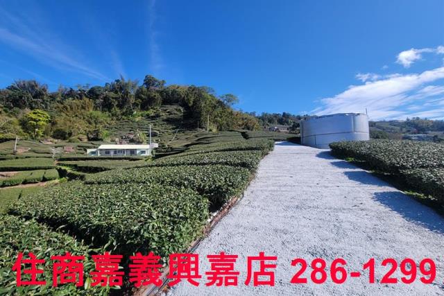 嘉義梅山農地-2