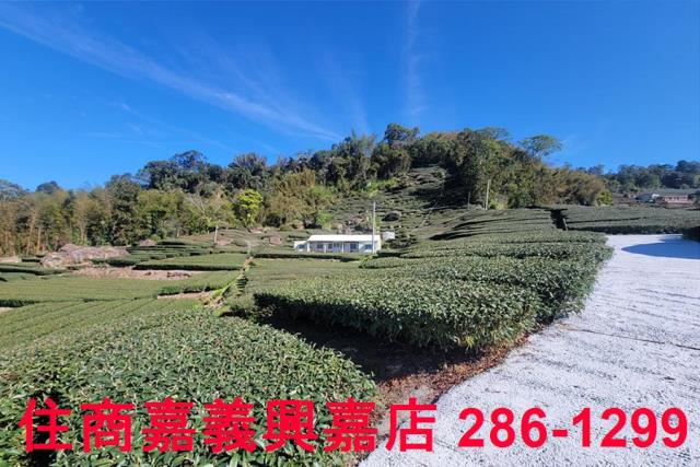 嘉義梅山農地-3