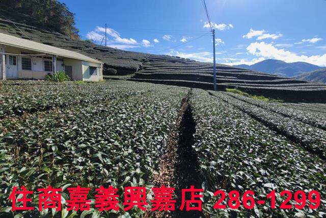 嘉義梅山農地-9