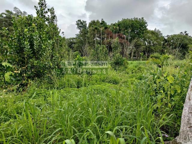 中埔農地-7