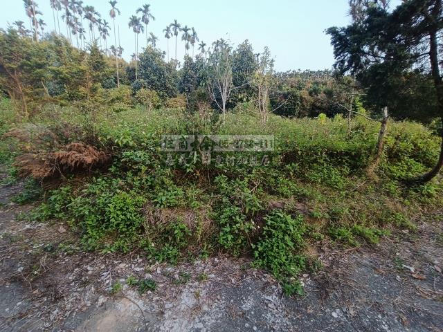 嘉義中埔農地-12