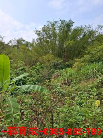 嘉義中埔農地-1