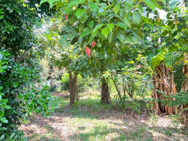 嘉義竹崎農地-11