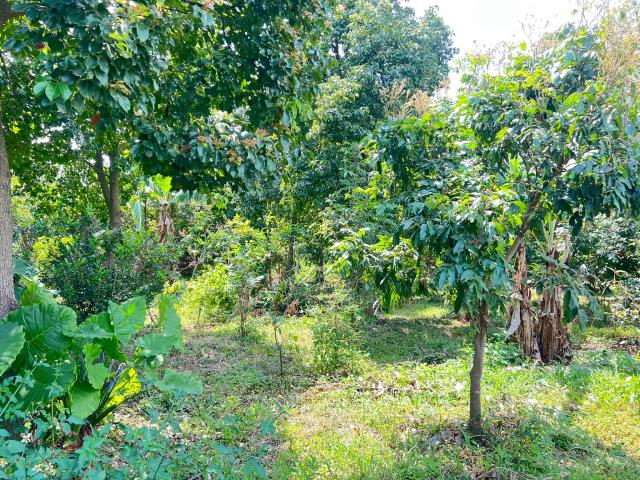 嘉義竹崎農地-12