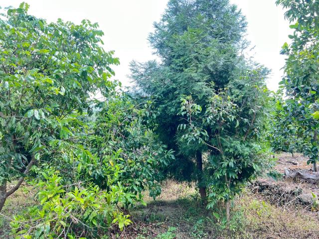 嘉義竹崎農地-5